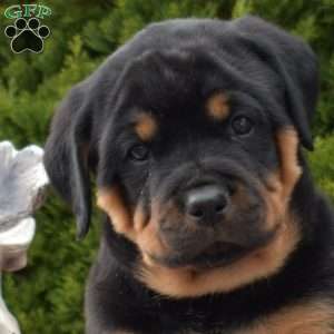 Lily, Rottweiler Puppy