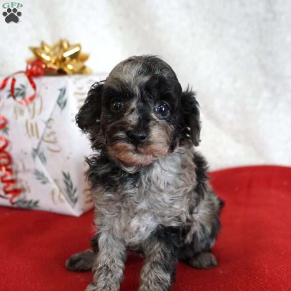 Lilly, Toy Poodle Puppy