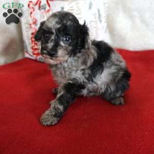 Lilly, Toy Poodle Puppy