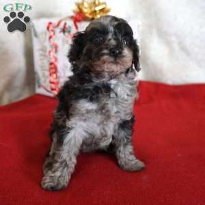 Lilly, Toy Poodle Puppy