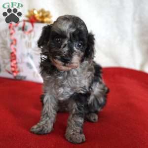 Lilly, Toy Poodle Puppy