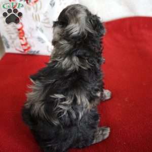 Lilly, Toy Poodle Puppy