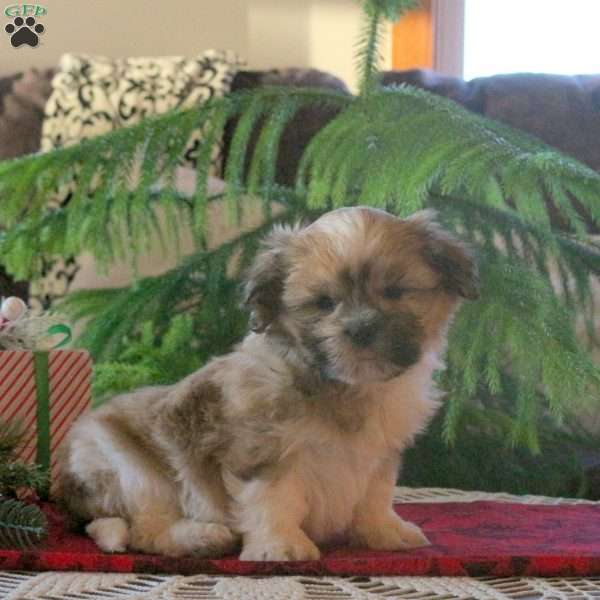 Lincoln, Shih Tzu Puppy