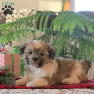 Lincoln, Shih Tzu Puppy