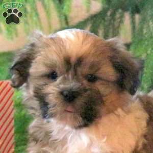 Lincoln, Shih Tzu Puppy