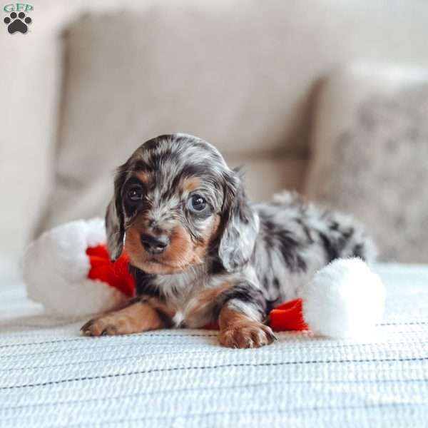Lincoln, Dachshund Puppy