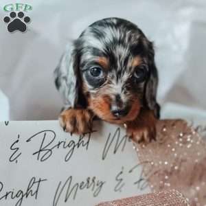 Lincoln, Dachshund Puppy