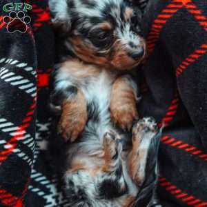 Lincoln, Dachshund Puppy