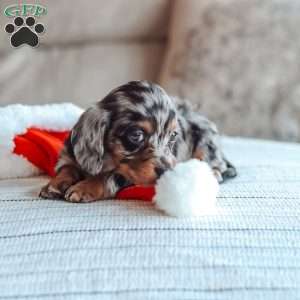 Lincoln, Dachshund Puppy