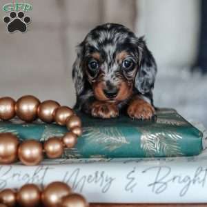 Lincoln, Dachshund Puppy