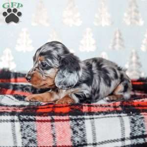 Lincoln, Dachshund Puppy