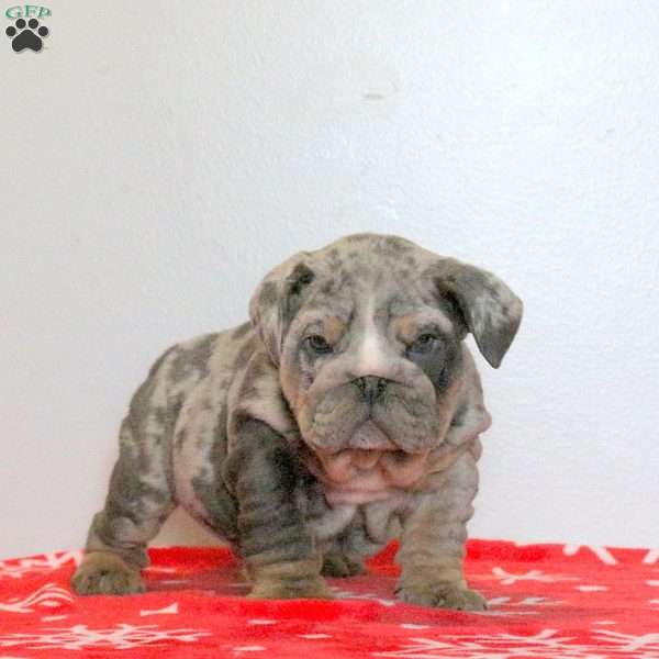 Link, English Bulldog Puppy