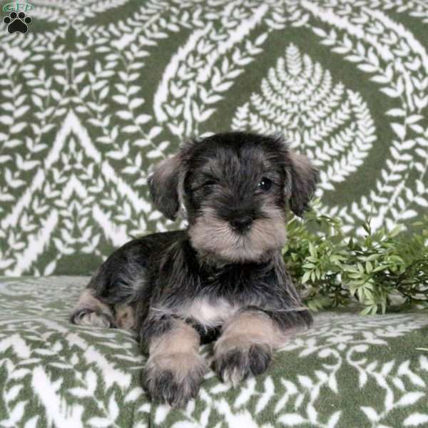 Link, Miniature Schnauzer Puppy