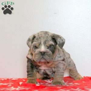 Link, English Bulldog Puppy