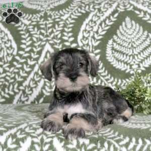Link, Miniature Schnauzer Puppy