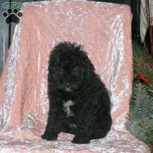 Link, Miniature Poodle Puppy