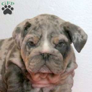 Link, English Bulldog Puppy