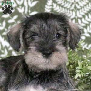 Link, Miniature Schnauzer Puppy