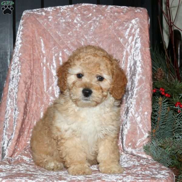 Lisa, Miniature Poodle Puppy