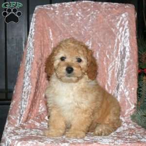 Lisa, Miniature Poodle Puppy