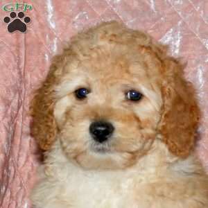 Lisa, Miniature Poodle Puppy