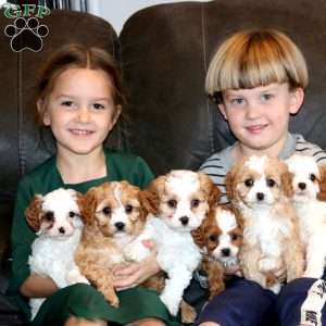 Amelia, Cavapoo Puppy