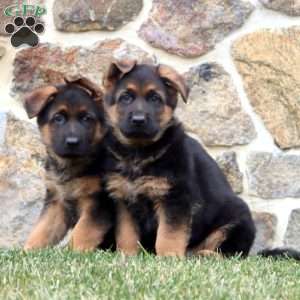 Duke, German Shepherd Puppy