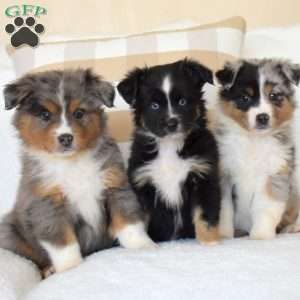 Blitzen, Miniature Australian Shepherd Puppy