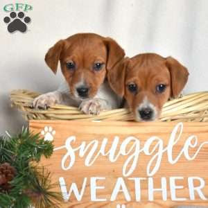 Penny, Jack Russell Terrier Puppy