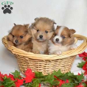 Brisket, Pomeranian Puppy
