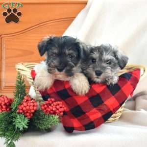 Dolly, Miniature Schnauzer Puppy