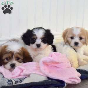 Graham, Cavachon Puppy