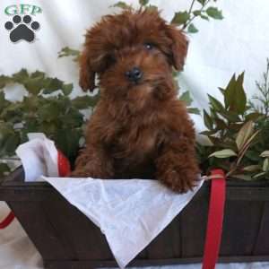 Little Lady, Mini Goldendoodle Puppy