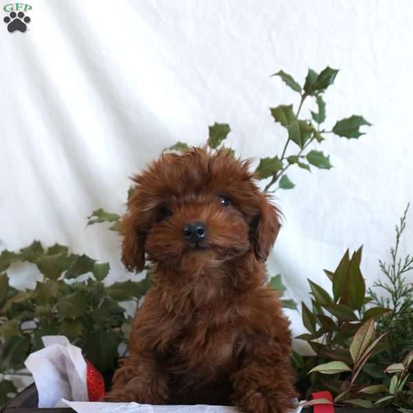 Little Lady, Mini Goldendoodle Puppy