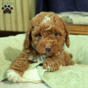Logan, Miniature Poodle Puppy