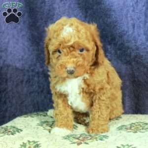 Logan, Miniature Poodle Puppy