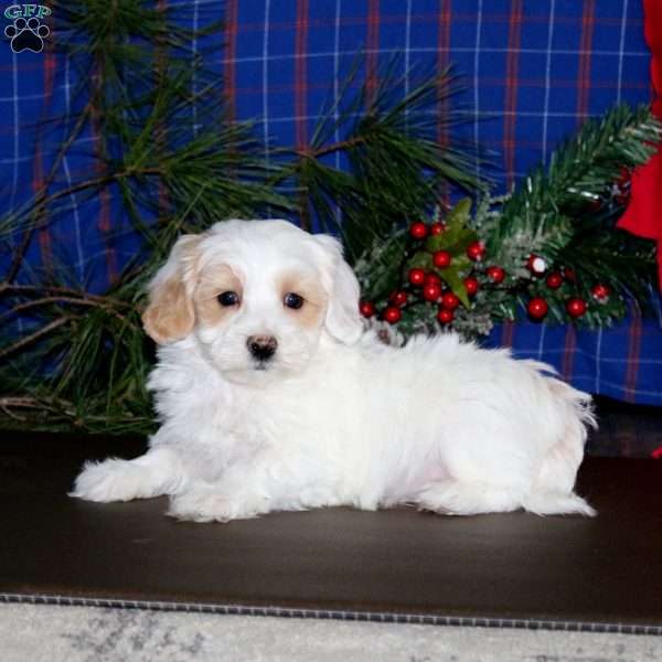 Logan, Maltipoo Puppy