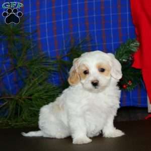 Logan, Maltipoo Puppy