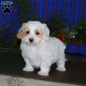 Logan, Maltipoo Puppy