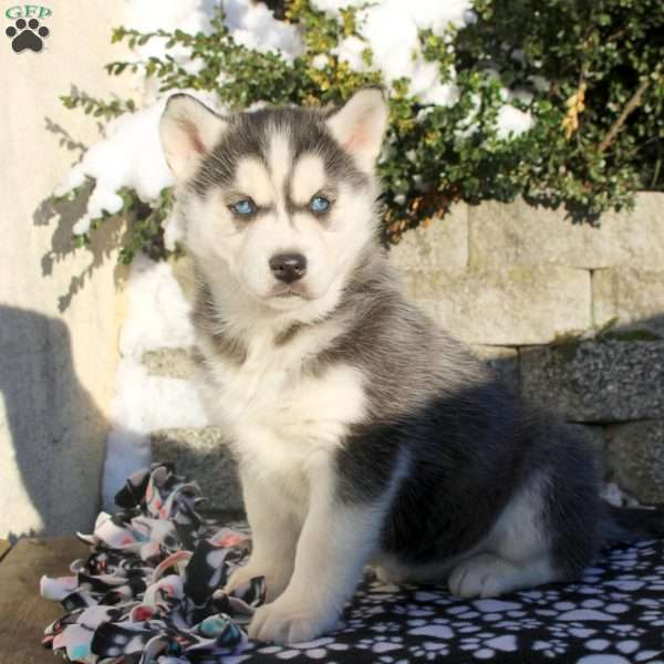 Lola, Siberian Husky Puppy