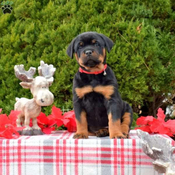 Lola, Rottweiler Puppy