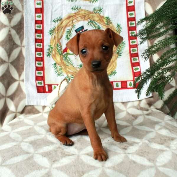 Lola, Miniature Pinscher Puppy