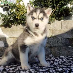 Lola, Siberian Husky Puppy
