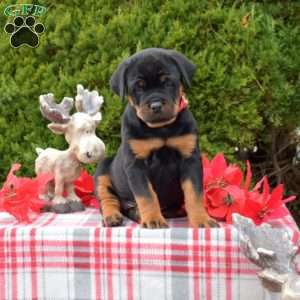 Lola, Rottweiler Puppy