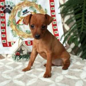 Lola, Miniature Pinscher Puppy