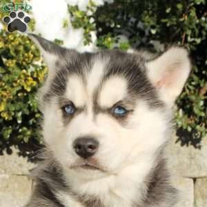 Lola, Siberian Husky Puppy