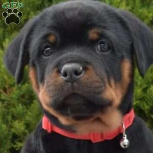 Lola, Rottweiler Puppy