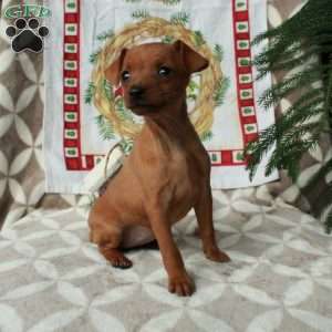 Lola, Miniature Pinscher Puppy
