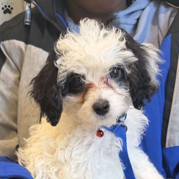 Lolita, Cavapoo Puppy