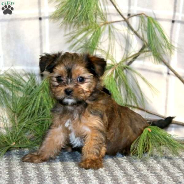 Lollipop, Shorkie Puppy